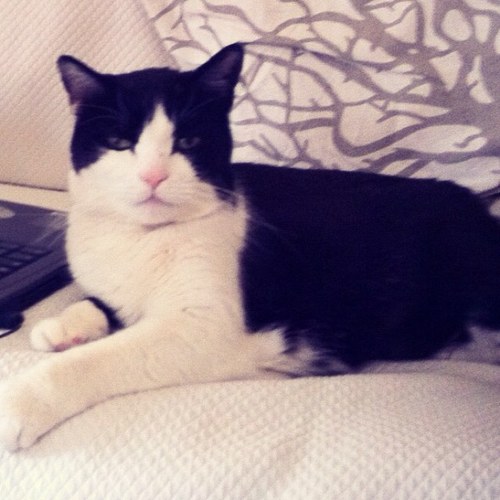 cate_rota's profile picture. Lover of life, sea, travel, sailing and most of all cats. I don't know where I'm going, but it's going to be fun. On the road to a life at sea #WhatKatyDidNext