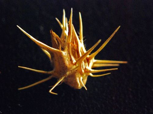 _busybusybusy_'s profile picture. 