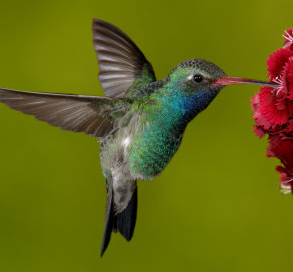 hummingbird_tp's profile picture. 