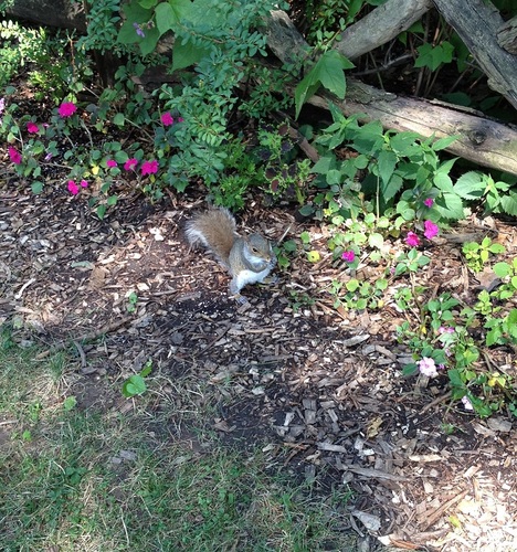 My name is Garrett. I am a local squirreler in New York City. I enjoy squirreling at Central Park!