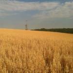 News & Information on - Gas, Petroleum, Mining and Agriculture.