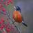 A_RandomRobin's profile image