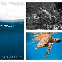 Ocean Allies(@OceanAllies) 's Twitter Profileg