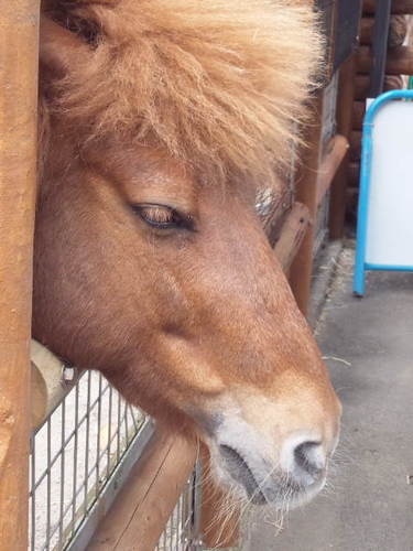 友だちの話を聞いてて…Twitterに登録してみちゃった(.)まだまだ使い方が分かってないけど、頑張ってつぶやくぞ！→→→好き☆Superfly♪・うどん・白いゴハン・オレンジ色・動物園・旅行・寝ること／嫌い× 梅干し・ジェットコースター・飛行機 ・虫→→→こんなですけど、ヨロシクです。無言フォローでゴメンナサイ💦