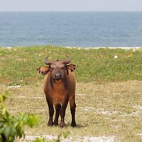 Parcs Gabon (@parcsgabon) 's Twitter Profile