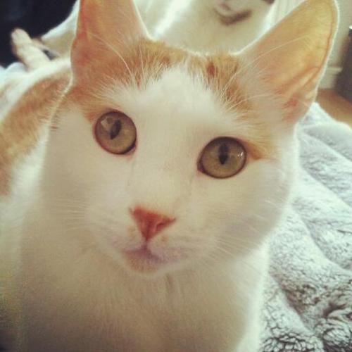 KaterPedro's profile picture. Gestatten, Geheimagent Ze Hage! Seit Dez. 2009 in geheimer Mission mit Misses Mimipenny (KatzeLucy) unterwegs!