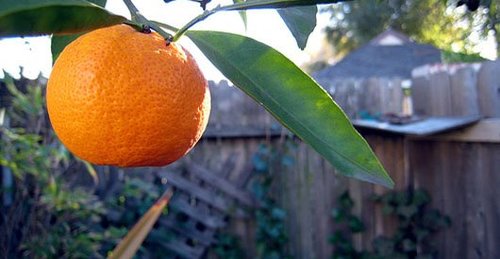 Eco starts at home.Swap fruit and vegetables with other Urban orchards. Take advantage of the organic, quality produce you grow for swaps.