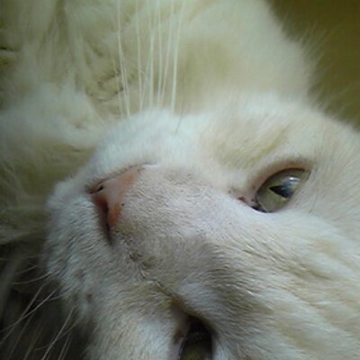猫先輩 猫先輩 (@nekosp602) / X