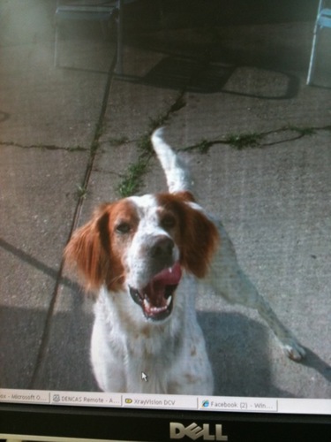 LittleDreis's profile picture. In the Navy, love my family, friends and fiancee, and am just simply awesome. True story. Get to know me :)