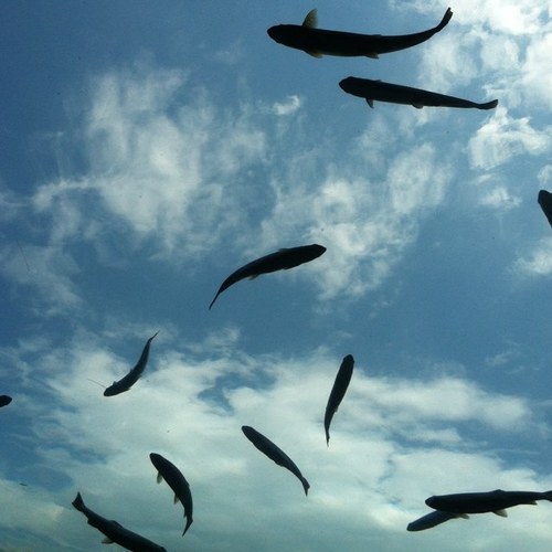 BeckyDittman's profile picture. As a mom and educator, I am a big fan of rigor and relevance! I love learning something from my students every day.