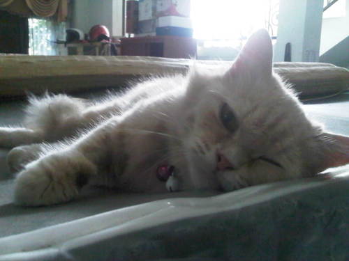 mengenai kucing, kucing dan kucing. mari berbagi info, 
Share ya mengenai serba serbi kucing :D