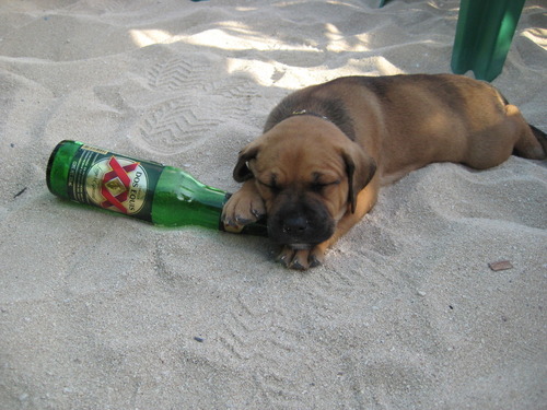 AquilAjams's profile picture. I'd like to buy the world a Coke & Rum!