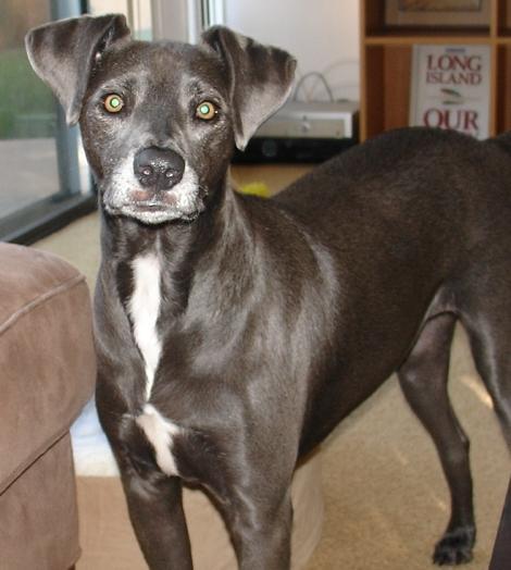 avabobaba's profile picture. Rescued from Mexico -»- I'm so SPOILED ! -»- Nicknames: THE MOUSE, THE BOBE, Mousecarina, Mouseski, Ave, Bobarina, Mousehead. -»- IT'S ALL ABOUT THE BALL!