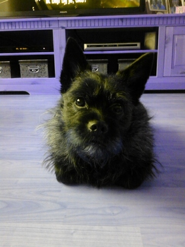 Sonja_Bella's profile picture. 