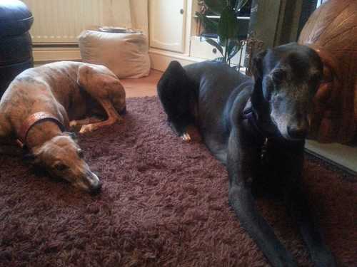 GromitandFlo's profile picture. We are a couple of retired greyhounds, we love where we live but our intention is to rule the house without them noticing