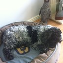 lisa bingham - @ljbingham - Twitter