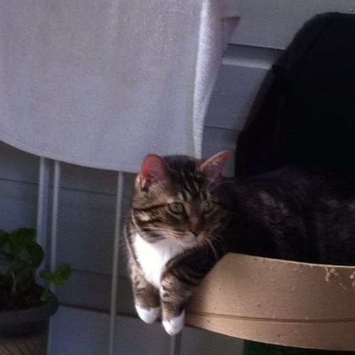 hodsaied's profile picture. 