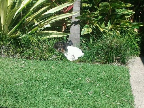 GardenServiceGC's profile picture. Lawn mowing and Garden services. We specialise in garden cleanups and weed control. Regular lawn mowing, Hedging, mulching, rubbish removal