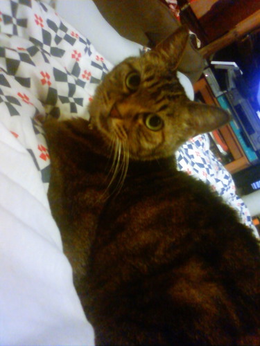 manamiqta's profile picture. にゃりにゃり！！