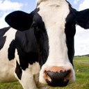 Vaca Del Campo - @VacaDelCampo - Twitter