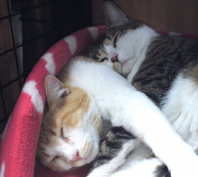 yuzu_imp's profile picture. 