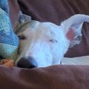 Ellen Link - @eelink - Twitter