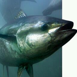 Atun_Tao's profile picture. Soy un atún rojo cabreado. Mataron a mi madre, a mis hermanos y a mis primos. Cada vez somos menos en el mar. Ay, como te pille comiéndote a mi familia...