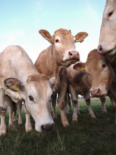 Natuurkoeien is gespecialiseerd in de productie van diervriendelijk duurzaam scharrelrundvlees in samenhang met natuurbeheer!