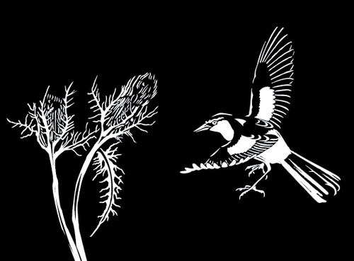 Oriole_Thistle's profile picture. Oriole and Thistle