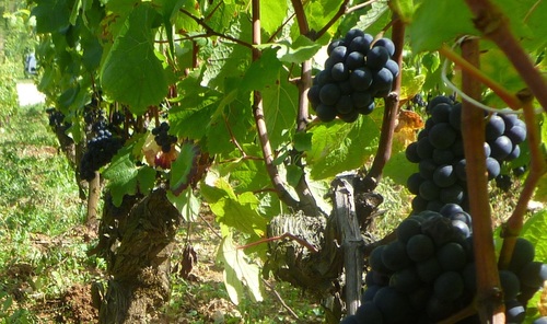 Winemaker and Estate manager at Pyramid Valley Vineyard
