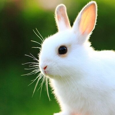 井上 わかな