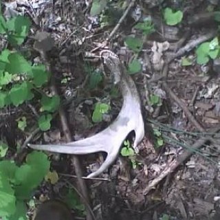 zmadmax007's profile picture. God, Family, Country, Hunting. God has given me all of my needs and some of my want's.