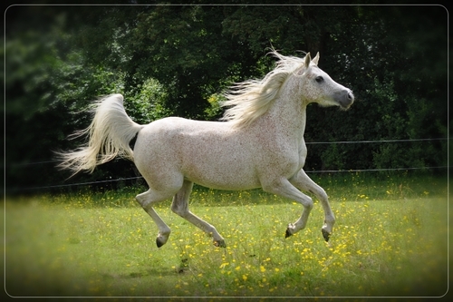 Equine photographer specialising in liberty shots of your horses. Horse mad and Arabian horse lover and owner. contact me for a photoshoot!