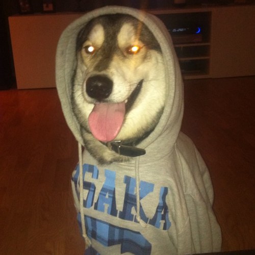 OpHaugstvedt's profile picture. 