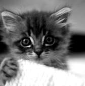 Freelance Web Designer (hire me!) and Blogger of all things internet and electronics like the Raspberry Pi and Arduino.
Located in Eastbourne, East Sussex