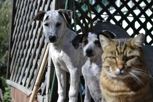 CATS & DOGS assisting ANIMAL WELFARE voluntary for those needing homes on DEATH ROW Hawkesbury Blacktown & other shelters Sydney Australia & Worldwide