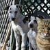 Cheryl cats dogsAUST (@cheryl_catsoz) Twitter profile photo