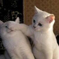 Gamerrr (@ignorame) 's Twitter Profile