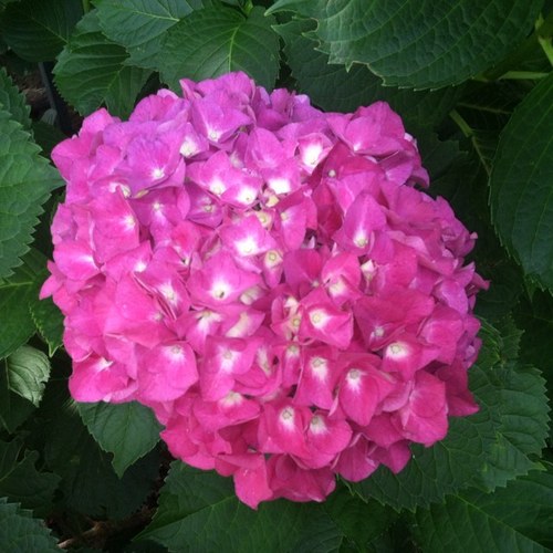 fayebdaniel's profile picture. 