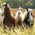Ame os animais, pois sem eles, a natureza será incompleta.Denúncie o Tráfico de animais!!Lutamos pelo o direito dos animais
