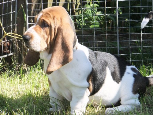 60 married, 2 Basset Hounds. Love Erasure.  Hate women who think they can sing - ugh!