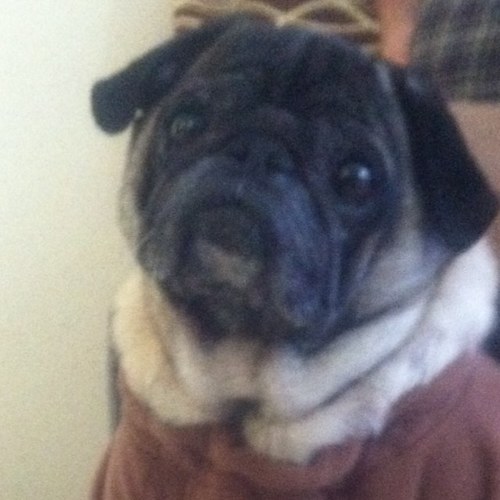 Pets8Care's profile picture. Love #family and #pets, pet lover! 
If you believe pets are #awesome tweet about your pet!  follow us & we follow back!
http://t.co/NIqQ07g5mO