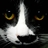 Javowavo's profile image