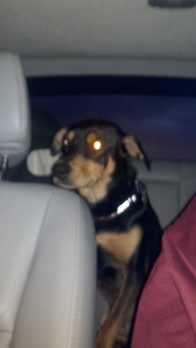 Dog Pound Gang. AllDay
