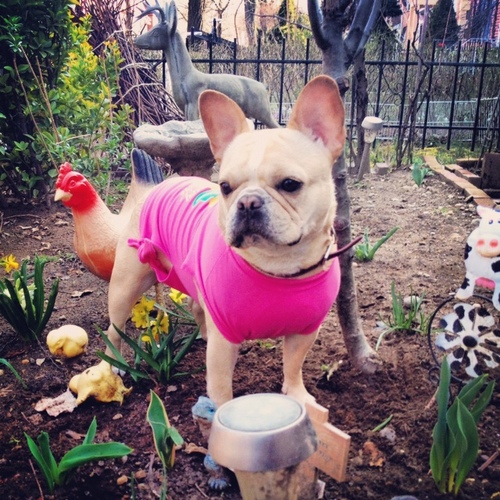 MarylinPaws's profile picture. I am MarylinPaws a frenchbulldog currently working on my fashion line in NYC!