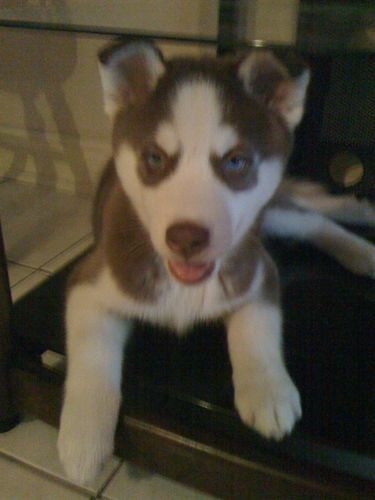 FloridaRedHusky's profile picture. These are our Red Siberian Huskies. Unika is our gorgeous girl,  born Sept 28, 2009. Baron's birthday Aug 5, 2010.Our baby is their baby Wolf  ^j^ We r Complete