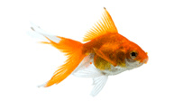 Enjoy eating carefully prepared poisonous Fish in a Chinese restaurant..& hoping to stay alive when done eating. Well,here I'AM,,,,,