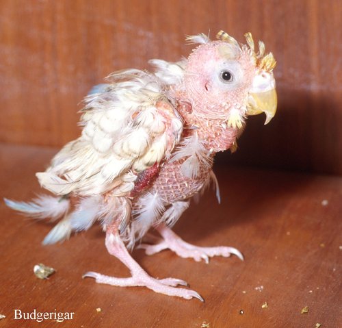 Plucked_Chook's profile picture. 