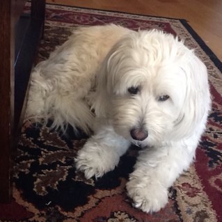 MontairMichelle's profile picture. ❤️Teaching technology classes to elementary school students. Love my family, our dogs, time with friends, traveling, reading, sewing, hiking and biking.