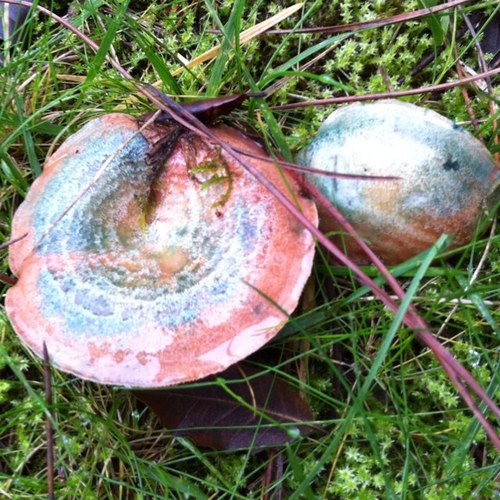 planesjordi's profile picture. 